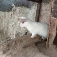 خرگوش زیباورنگارنگ|موش و خرگوش|بندر انزلی, پیل علی باغ|دیوار