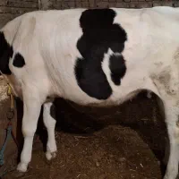 گوساله ماده