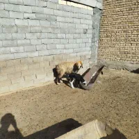 شیشک میش|حیوانات مزرعه|لاران, |دیوار