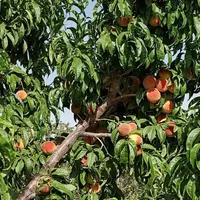 هم سرمایه‌گذاری هم لذت باغدار شدن|فروش زمین و ملک کلنگی|تهران, شهرک دانشگاهی|دیوار