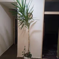 گلدون و گل