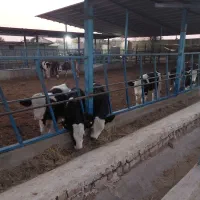 گوساله سیمینتال|حیوانات مزرعه|پیشوا, |دیوار