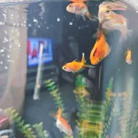 گلدفیش اوراندا و اپاچی کوی پلاتینیوم باله بلند