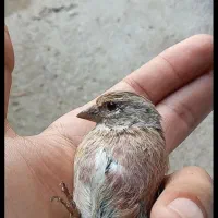 سهره کرمونی  کهنه|پرنده|نوشهر, |دیوار