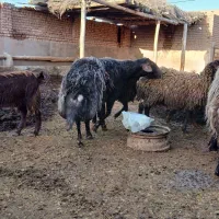 قوچ ۴دندان|حیوانات مزرعه|مشکان, |دیوار