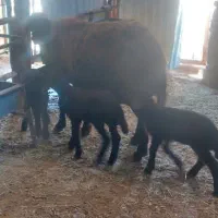 میش دوقلوزا