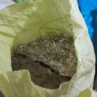 کود کبوتر