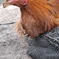 مرغ شاخدار و خروس دو رگه محلی و لاری|حیوانات مزرعه|مزرعه کتول, |دیوار