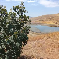 باغ دریابک روستای زرشک
