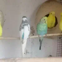 مرغ عشق فروشی|پرنده|چابهار, |دیوار