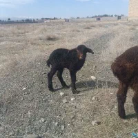 بره‌شیری|حیوانات مزرعه|مشهد, کلاته برفی|دیوار