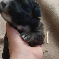 واگذاری شیتزو|سگ|ساری, |دیوار