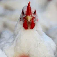 مرغ گوشتی خونگی