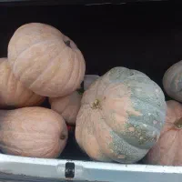 کدو حلوایی شیرین