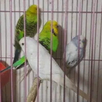 دو  جفت مرغ عشق انگلیسی