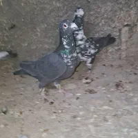 نر پرشی|پرنده|وحدتیه, |دیوار