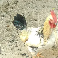 خروس خانگی درجه 1