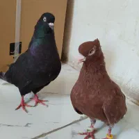 کبوتر دم سفید