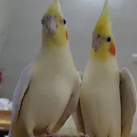 جوجه طوطی عروس هلندی|پرنده|فرخشهر, |دیوار