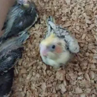 جوجه عروس هلندی سرلاکی دستی