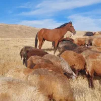 اسب‌‌ ‌ سوت‌‌ یورقاسی و‌ آبسن