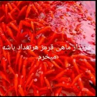 ماهی قرمز|ماهی|قم, یزدانشهر|دیوار