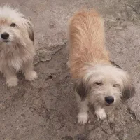 واگزاری نگهدادی سگهای پاکوتاه و پشمالو|سگ|سنگر, |دیوار