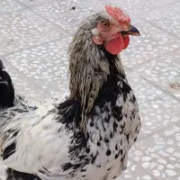 خروس زیبا|حیوانات مزرعه|قم, علی آباد سعدگان|دیوار