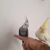 عروس هلندی جفت دستی