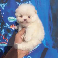 سگ توله پامرانین پامر،، خرسی جیبی،، مینیاتوری|سگ|آمل, |دیوار