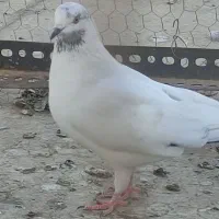 کبوترماده غریب از بلندی|پرنده|کرج, حصارک پایین|دیوار