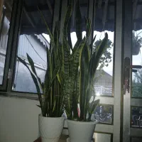 گلهای سانسوریا طلایی