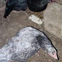 لاری تخم|حیوانات مزرعه|مشهد, کارگران|دیوار