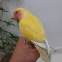 طوطی برزیلی یونگ|پرنده|قرچک, پویینک|دیوار