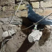 خوشرنگ سیاه نر|پرنده|قزوین, |دیوار