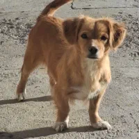 فروش توله سگ‌ اشپیتز|سگ|تهران, پونک|دیوار