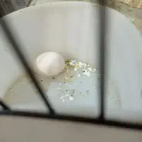 یه جفت عروس هلندی