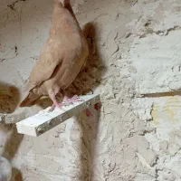 دم سفید و کرمانی|پرنده|بیرجند, |دیوار