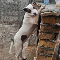 توله ماده پیتبول