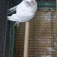 عروس هلندی البینو