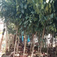 تولیدی نهال درخت گُل نهالستان گردوانار پسته پیوندی|خدمات باغبانی و درختکاری|قم, سعادتی|دیوار