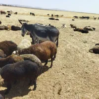 خرماده گله ای