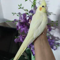 عروس هلندی ماده زعفرانی