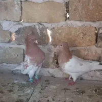 کفتر کبوتر|پرنده|تربتحیدریه, پائین ولایت|دیوار