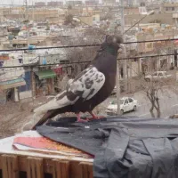 کبوتر|پرنده|شیراز, کوشک میدان|دیوار