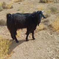 فروش نری نژادی