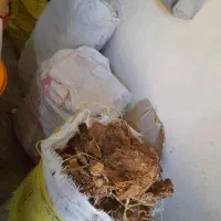 برگ خشک|کلکسیون و سرگرمی|بندر گناوه, |دیوار