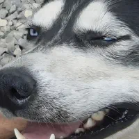 واگذاری سگ هاسکی