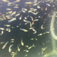 گوپی دونه ده تومن