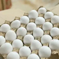 تخم مرغ نگینی درجه یک